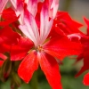 Pelargonia rabatowa 'Fireworks® Red-White' – gwiazdkowe kwiaty