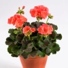 Pelargonia rabatowa 'Chocolate Apricot' – morelowe kwiaty i czekoladowe liście