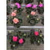 Pelargonia rabatowa 'Chocolate Apricot' – czekoladowe liście