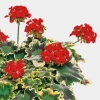 Pelargonia rabatowa ‘Mrs Pollock’ – trójbarwne liście