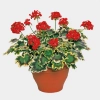 Pelargonia rabatowa ‘Mrs Pollock’ – trójbarwne liście i czerwone kwiaty