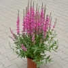 Krwawnica Pink Blush – różowe kwiatostany