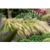 Ostnica cieniutka ‘Pony Tails’ - stipa