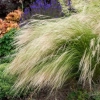 Ostnica cieniutka ‘Pony Tails’