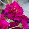 Primula Pretty Polly Burgundy - sadzonka