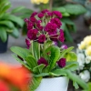 Primula Pretty Polly Burgundy - sadzonka w doniczce