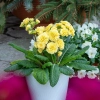 Primula Pretty Polly Jersey Cream