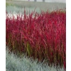 Imperata 'Red Baron' – trawa o intensywnie czerwonych liściach sadzonka