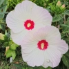 Hibiskus bagienny ‘Red Dot’ – jasno różowe kwiaty z czerwonym okiem sadzonka