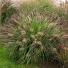 Rozplenica japońska 'Red Head' – Pennisetum, piórkówka
