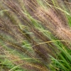Rozplenica japońska 'Red Head' – Pennisetum, piórkówka kłosy