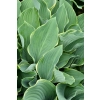 Funkia Regal Splendor –  Hosta sadzonka