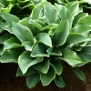 Funkia Regal Splendor –  Hosta o niebieskozielonych liściach