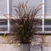 Rozplenica obca 'Rubrum' – Pennisetum, piórkówka