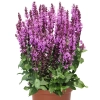 Szałwia omszona 'Royal Magenta'