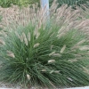 Rozplenica japońska 'Lady U' – Pennisetum, piórkówka