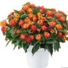 Lantana camara 'Gem™ Ruby'