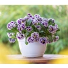 Ruffles Purple White Rim , sadzonka