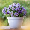 Bratek Ruffles Soft Lavender – sadzonka