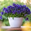 Viola Ruffles Violet Majesty – dekoracyjny bratek z pofalowanymi płatkami w głębokim fiolecie