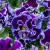 Bratek Ruffles Violet Majesty – falbankowy bratek ogrodowy o intensywnie fioletowych kwiatach