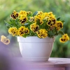 Bratek Ruffles Yellow , sadzonka