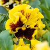 Bratek Ruffles Yellow –  o intensywnie żółtych, słonecznych kwiatach