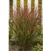 Proso rózgowate 'Sangria' – Panicum virgatum