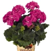 Pelargonia Savannah Blue – lawendowo-niebieskie kwiaty w donicy