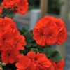 Pelargonia rabatowa Savannah™ Oh So Orange w donicy
