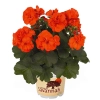 Pelargonia rabatowa Savannah™ Oh So Orange