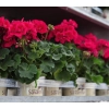 Pelargonia rabatowa Savannah™ Punch Imp.w donicy