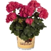 Pelargonia rabatowa Savannah™ Punch Imp.