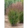 Proso rózgowate 'Sangria' – Panicum virgatum