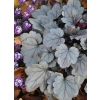 Żurawka 'Silver Gumdrop' – Heuchera, sadzonka w doniczce