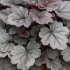Żurawka 'Silver Gumdrop' – Heuchera, sadzonka