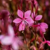Gaura lindheimeri Siskiyou Pink – zwiewna bylina mrozoodporna