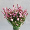 Gaura lindheimeri Siskiyou Pink – zwiewna bylina na słoneczne rabaty