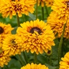 Rudbekia owłosiona 'SmileyZ™ Double Kissing' kwiaty