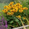 Rudbekia owłosiona 'SmileyZ™ Double Kissing'
