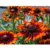 Rudbekia owłosiona 'SmileyZ™ Happy' kwiaty