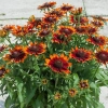 Rudbekia owłosiona 'SmileyZ™ Happy'