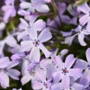 Phlox subulata Spring® Blue kwiaty