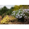 Phlox subulata Spring® Blue w ogrodzie