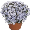 Phlox subulata Spring® Blue