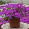Phlox subulata Spring® Purple w doniczce
