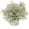 Euphorbia 'Star Dust® Super Flash' – wilczomlecz, sadzonka