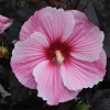 Hibiskus bagienny ‘Starry Night’ – ogromne jasnoróżowe kwiaty sadzonka