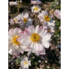 Zawilec mieszańcowy Garden Breeze Pink Touch – Anemone