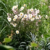 Zawilec mieszańcowy Garden Breeze Pink Touch – Anemone, sadzonka